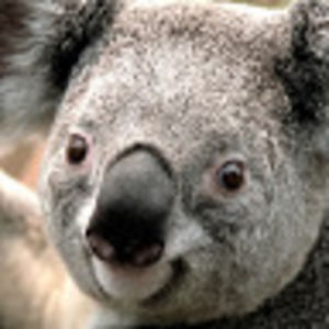 Meet your Posher, Holden